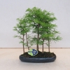 Bonsai