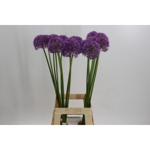 Allium Grootbloemig