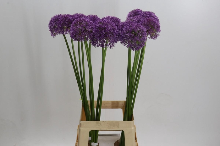 <h4>Allium Grootbloemig</h4>