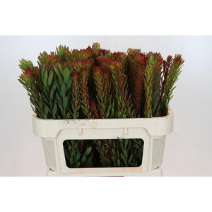 Leucadendron Safari Sunset