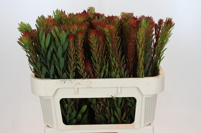 <h4>Leucadendron Safari Sunset</h4>