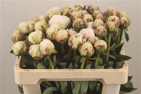 <h4>Paeo L Odile</h4>