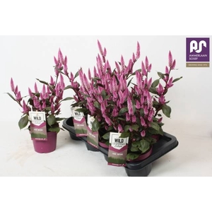 CELOSIA WILD PINK P14
