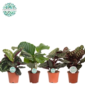 Calathea Gemengd p14