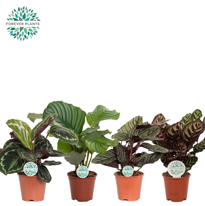 <h4>Calathea Gemengd p14 PEAT FREE</h4>
