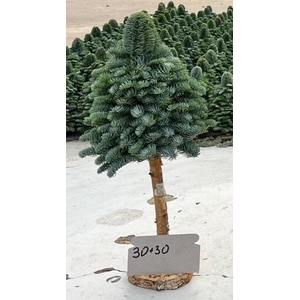 Nobilis træ opstammet på fod 30 cm