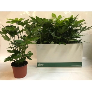 Fatsia