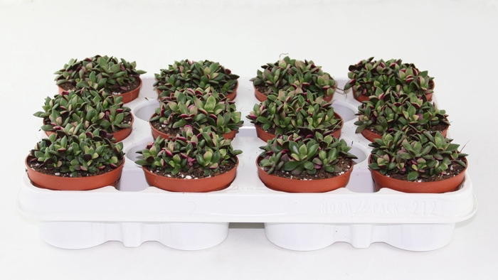 <h4>Annecampseros Sunrise</h4>