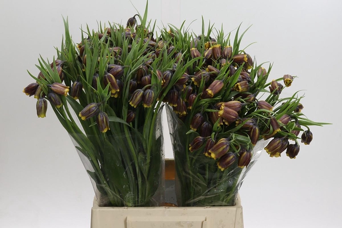 <h4>Fritillaria uva-vulpis</h4>