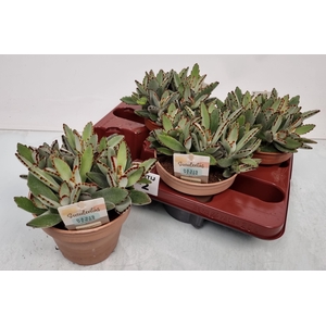 KALANCHOE TOMENTOSA