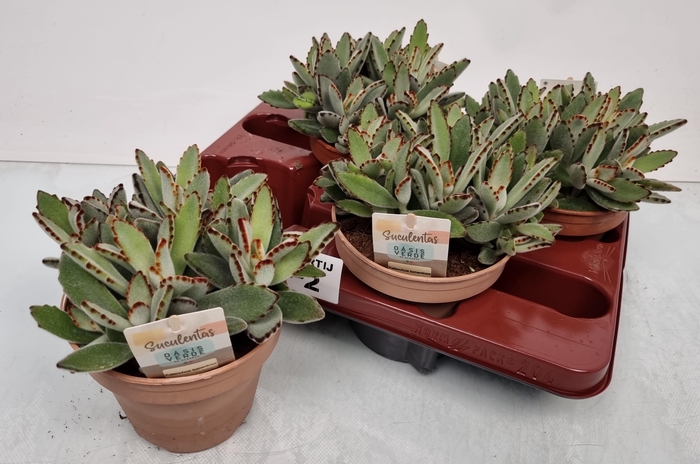 <h4>KALANCHOE TOMENTOSA</h4>