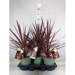Cordyline austr. 'Red Star'