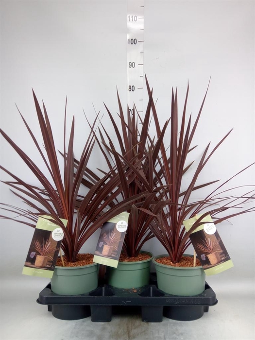 <h4>Cordyline austr. 'Red Star'</h4>