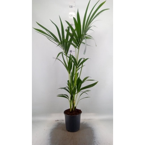 Howea forsteriana