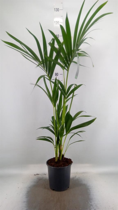 <h4>Howea forsteriana</h4>