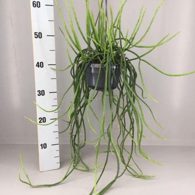 <h4>Rhipsalis</h4>