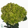 Hydrangea mag coral classic