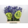 Delph En Belladonna Volkerfrieden Oriental Blue