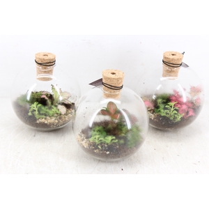 arr3 WR - Terrarium Orcus x4