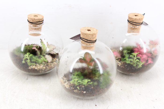 <h4>arr3 WR - Terrarium Orcus x4</h4>