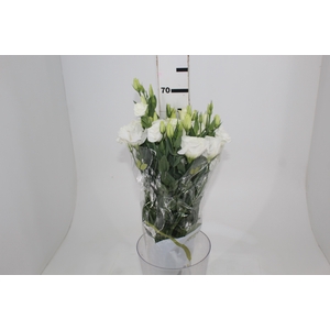 LISIANTHUS ECHO PURE WHITE 060 CM MIN 500 GRAMAS BRANCO