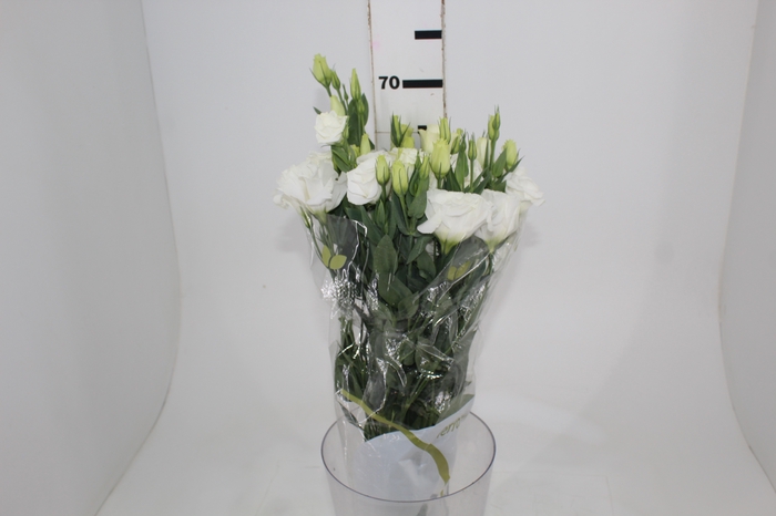 <h4>LISIANTHUS ECHO PURE WHITE 060 CM MIN 500 GRAMAS BRANCO</h4>