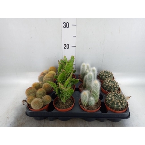 Cactus   ...mix