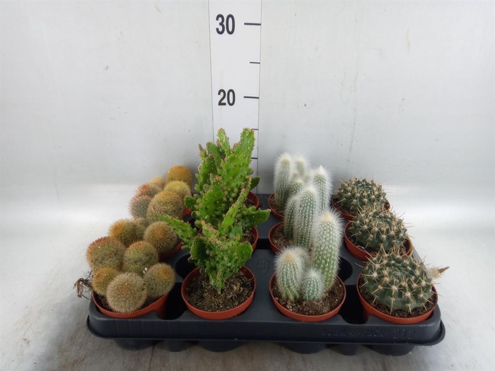 <h4>Cactus ...mix</h4>