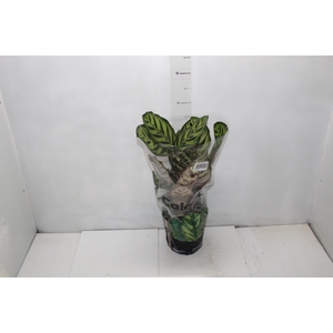 CALATHEA MAKOYAMA P17