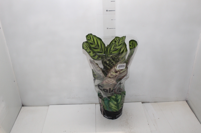 <h4>CALATHEA MAKOYAMA P17</h4>