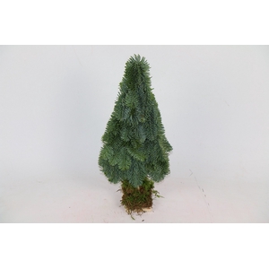 Christmass Tree flat