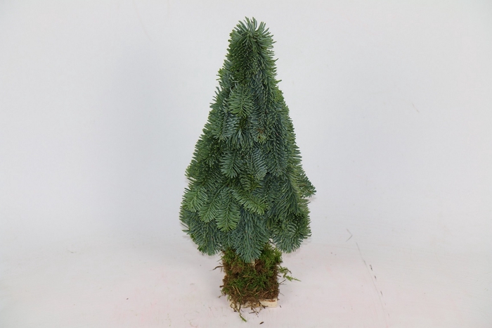 <h4>Christmass Tree flat</h4>