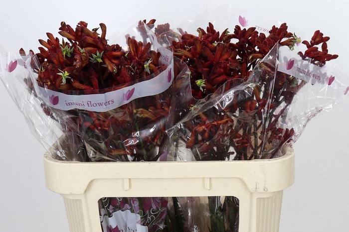 <h4>Anigozanthos Early Spring</h4>