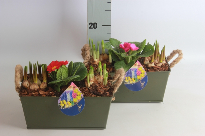 <h4>ARR BOL KNOLGEWAS</h4>