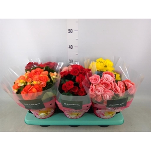 Begonia elat. DU   ...mix