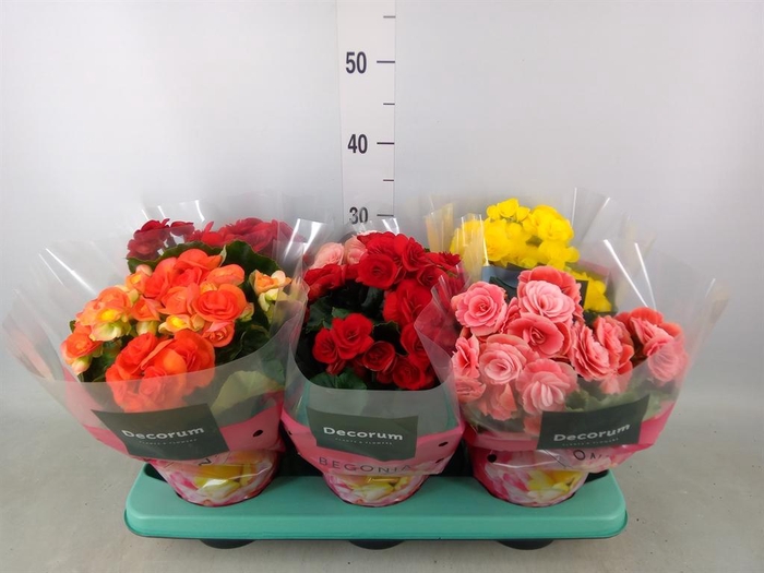 Begonia elat. DU   ...mix