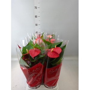 Anthurium   ...mix 4