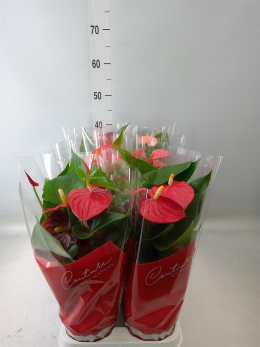 <h4>Anthurium   ...mix 4</h4>