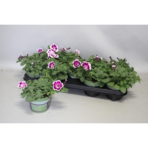 Petunia Painted Love Purple