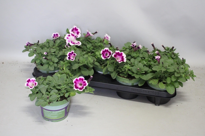 <h4>Petunia Painted Love Purple</h4>