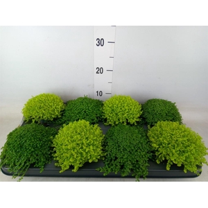 Soleirolia soleirolii   ...mix 2