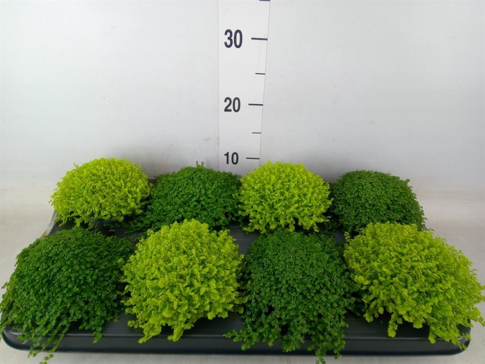 <h4>Soleirolia soleirolii   ...mix 2</h4>