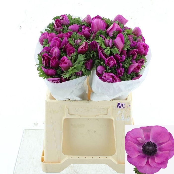 <h4>ANEM CO MIS + FUCSIA</h4>