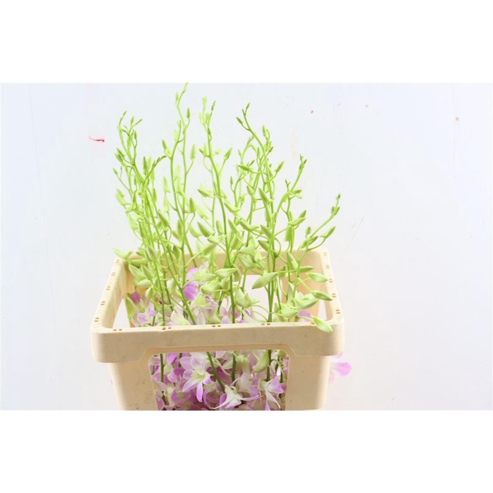 <h4>Dendro Lai Jinda</h4>