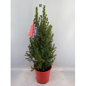 Picea glauca 'Conica'