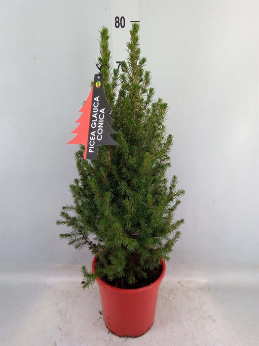 <h4>Picea glauca 'Conica'</h4>