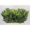 Pittosporum Ilan