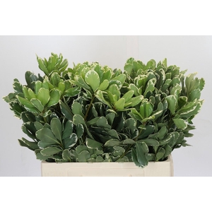 Pittosporum Ilan
