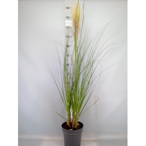 Cortaderia sell. 'Pumila'
