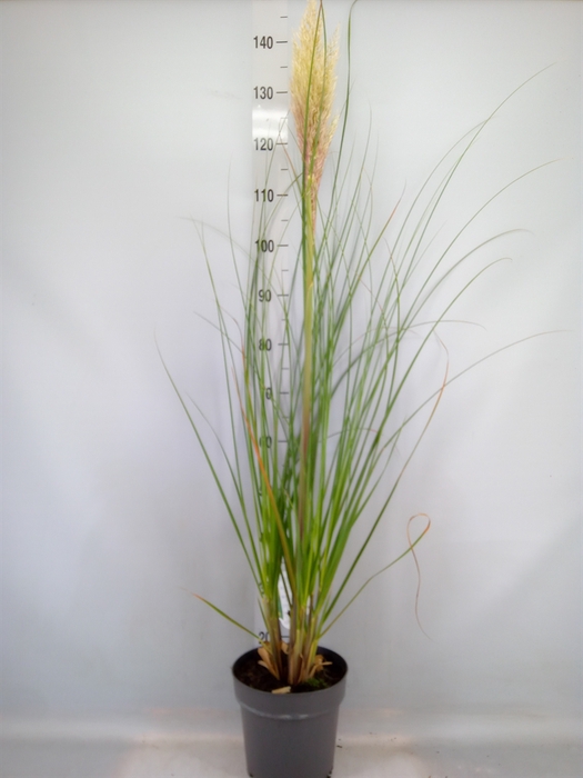 <h4>Cortaderia sell. 'Pumila'</h4>